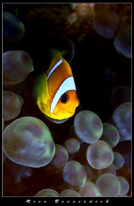 Another clownfish and his anemone ;-)
They are very popu... by Rico Besserdich 